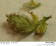 Scirpus sylvaticus L. - scirpe des bois