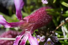 Saponaria pumila (St.-Lag.) Janch.