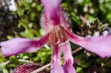 Saponaria pumila (St.-Lag.) Janch.