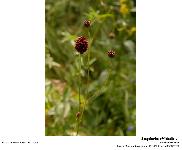 Sanguisorba officinalis L.