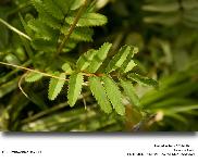 Sanguisorba officinalis L.