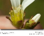 Saxifraga granulata L. - Saxifrage  bulbilles