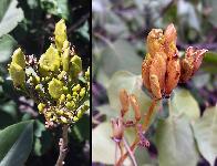 Syringa vulgaris