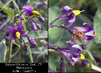 Solanum dulcamara Linn, 1753