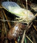 Lyristes plebejus - Cigale plbienne