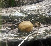 Polyporus arcularius