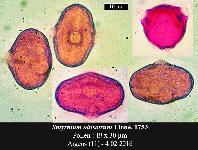 Smyrnium olusatrum