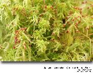 Sphagnum quinquefarium (Lindb. ex Braithw.) Warnst.