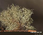 Usnea rubicunda Stirt.