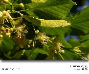Tilia x vulgaris Hayne (Le tilleul de Hollande)
