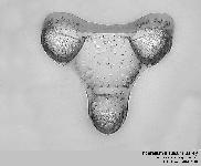 Triceratium trisulcum Bailey ex Ralfs