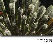 Saxifraga longifolia Lapeyr.