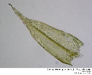 Brachythecium populeum (Hedw.) Schimper