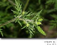 Ambrosia artemisiifolia L.  (L ambroisie)
