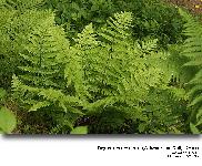 Dryopteris remota  (A.Braun ex Dll) Druce