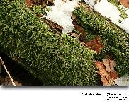 Cladonia coniocraea (Flrke) Spreng.