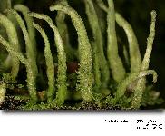 Cladonia coniocraea (Flrke) Spreng.