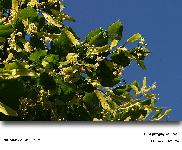 Tilia x vulgaris Hayne (Le tilleul de Hollande)