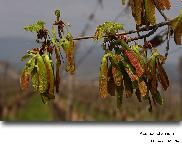 Acer cf. saccharinum L. (Floraison d un Erable )