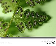 Woodsia alpina (Bolton) Gray