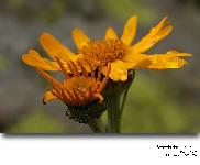 Senecio doronicum (L.) L. (Sneon doronic)