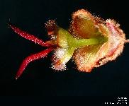 Acer cf. saccharinum L. (Floraison d un Erable )
