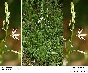 Anthericum liliago L.