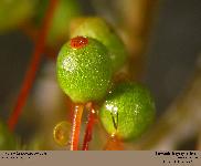 Bartramia ithyphylla Brid.