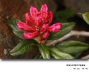 Chrysomyxa rhododendri (DC) De Bary (Rouille de l Epicea)