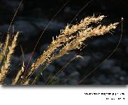 Achnatherum calamagrostis (L.) P.Beauv.