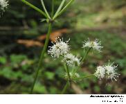 Sanicula europaea L.