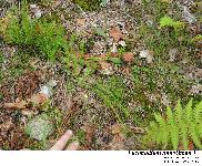 Lycopodium annotinum L