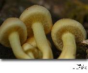 Pholiota pinicola S. Jaccobson