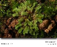 Riccia sorocarpa Bisch.