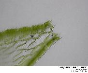 Sphagnum auriculatum Schimper