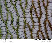 Sphagnum auriculatum Schimper