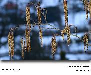 Alnus glutinosa (L.) Gaertn