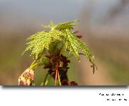 Acer cf. saccharinum L. (Floraison d un Erable )