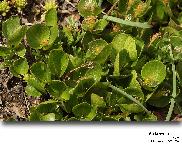 Salix herbacea L. (Saule herbac)