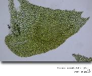 Bazzania tricrenata (Wahlenb.) Lindb.