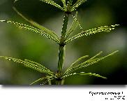 Equisetum arvense L.