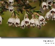 Erica arborea L.   (Bruyre arborescente)