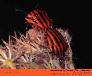 Graphosoma italicum Linnaeus 1758