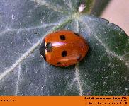 Coccinella septempunctata Linnaeus 1758