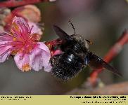 Xylocopa violacea (abeille charpentire)