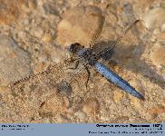 Orthetrum bruneum (Fonscolombe, 1837)