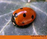 Coccinella septempunctata Linnaeus 1758