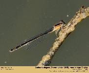 Ischnura elegans (Vander Linden, 1820)