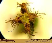 Frullania dilatata (L.) Dum.