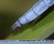 Orthetrum bruneum (Fonscolombe, 1837)